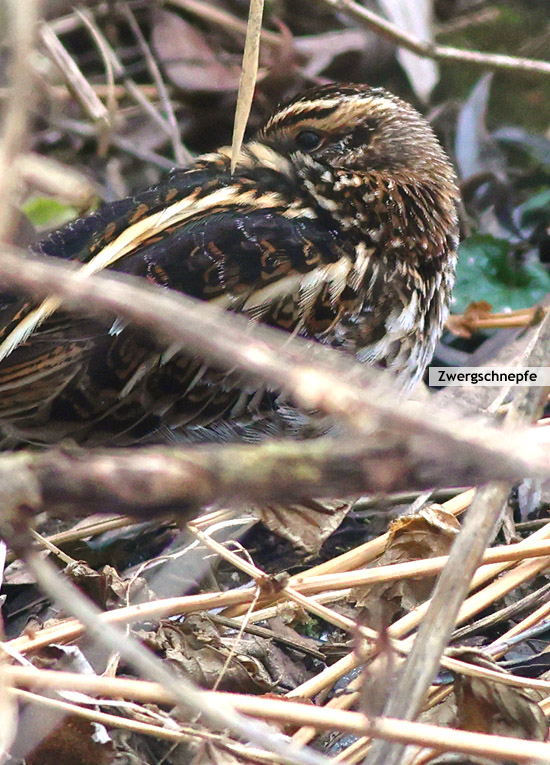 Zwergschnepfe