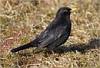 Amsel