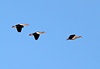 Nilgans