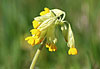 Echte Schlüsselblume