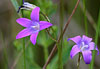 Wiesen-Glockenblume