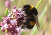 Erdhummel