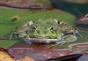 Teich-/Wasserfrosch