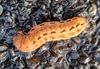 Hausmutter (Raupe)