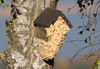 Hornissen-Nest