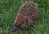 Igel