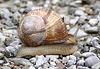 Weinbergschnecke