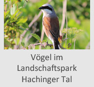 Vögel im Landschaftspark Hachinger Tal