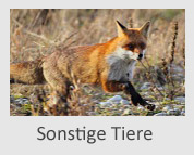 Sonstige Tiere