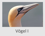 Vögel I