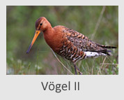 Vögel II