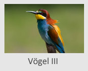 Vögel III