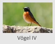 Vögel IV