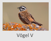 Vögel V