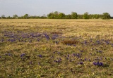 GarchingerHeide