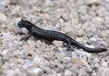 Alpensalamander