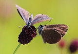 Dunkler Wiesenknopf-Ameisenbläuling