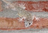 Mauer-Gecko