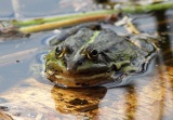 Teichfrosch