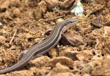 Streifenskink