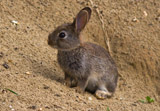 Wildkaninchen