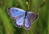 Heller Wiesenknopf-Ameisenbläuling