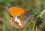 Weißbindiges Wiesenvögelchen