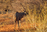 Kudu