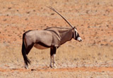 Oryx
