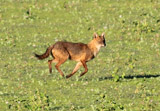 Goldschakal
