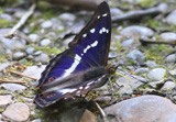 Großer Schillerfalter