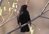 Amsel