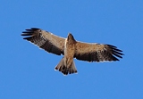 Zwergnadler