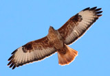 Adlerbussard