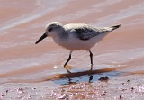 Sanderling