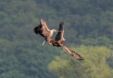 Seeadler