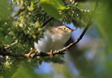 Berglaubsänger