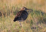 Regenbrachvogel