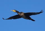 Kormoran