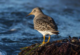 Meerstrandläufer