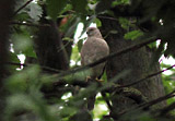Schikrasperber