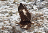 Steinadler