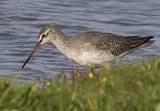 Dunkler Wasserläufer