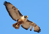 Augurbussard
