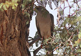 Gabarhabicht