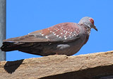 Guineataube