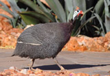 Helmperlhuhn