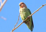 Rosenköpfchen