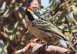 Rotstirn-Bartvogel