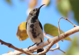 Rußnektarvogel